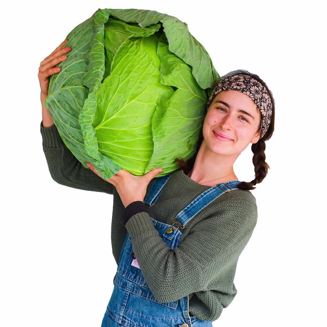 Cabbage