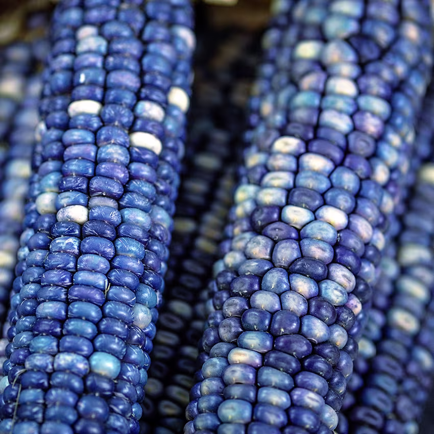 Corn