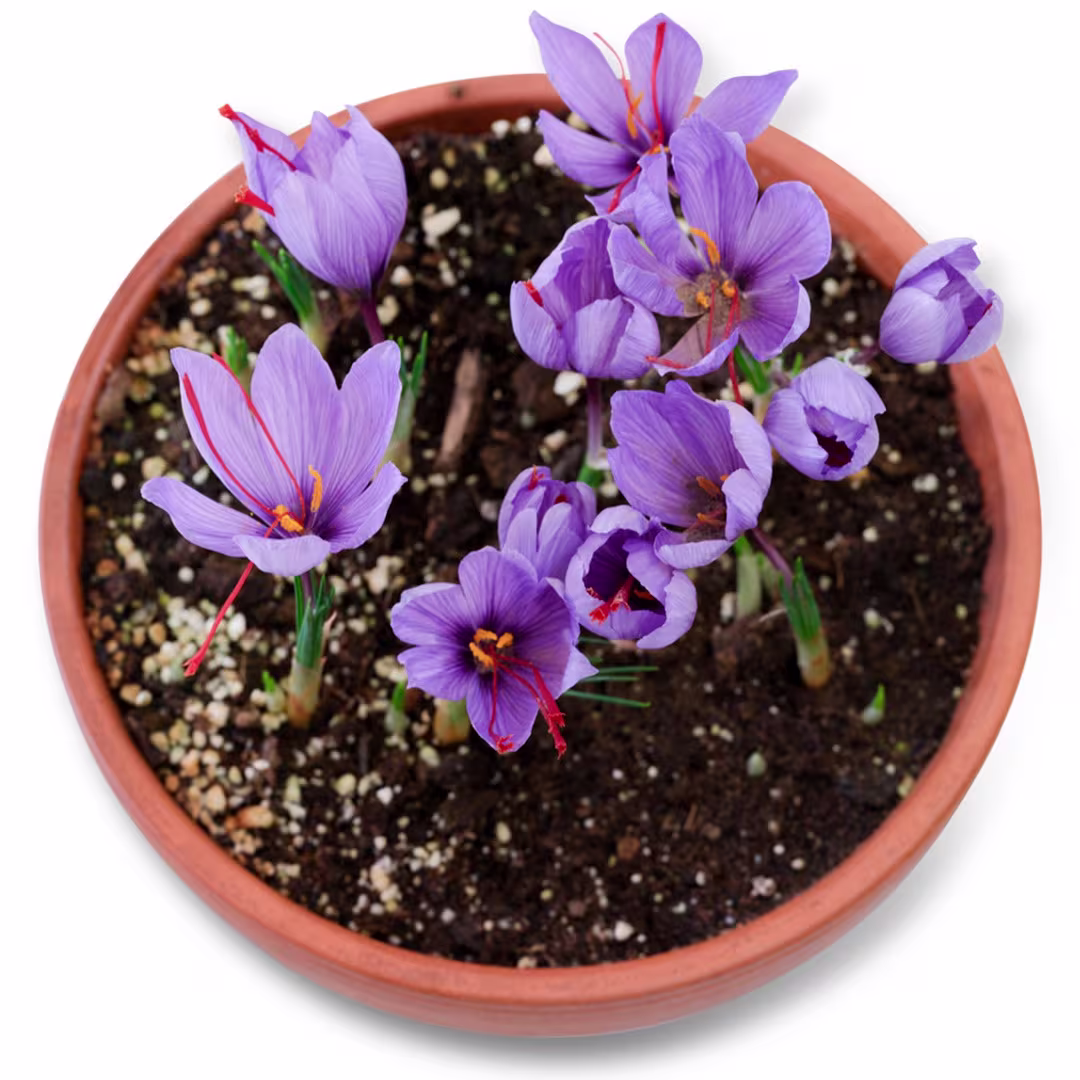 Saffron Crocus