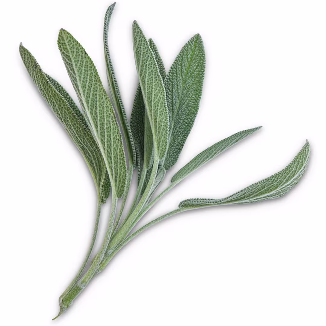 Sage