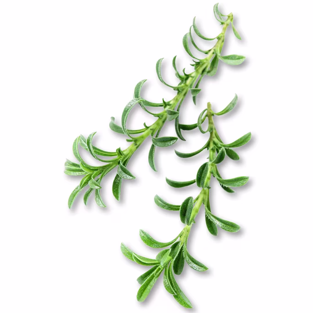 Summer Savory