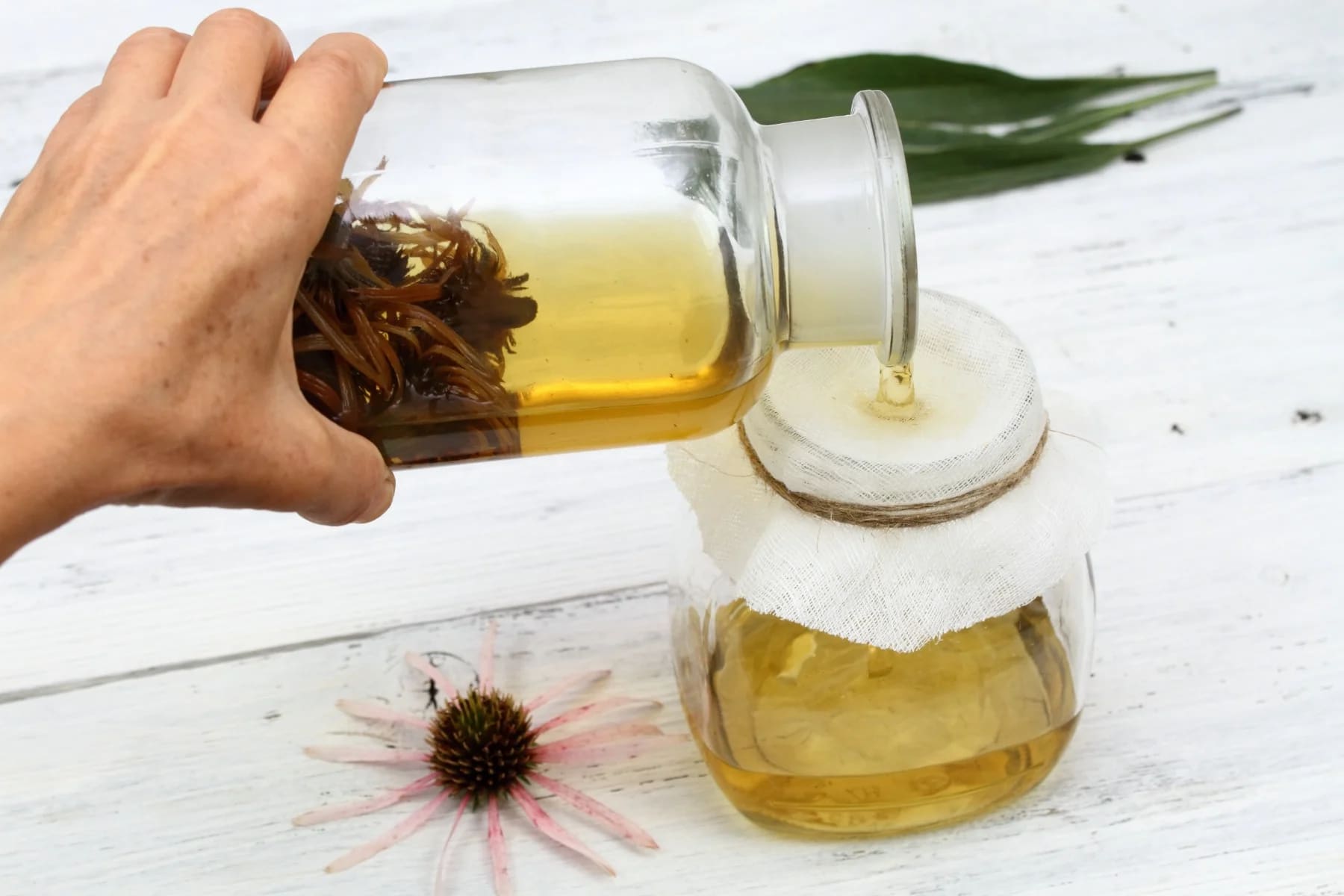 A person making echinacea tea