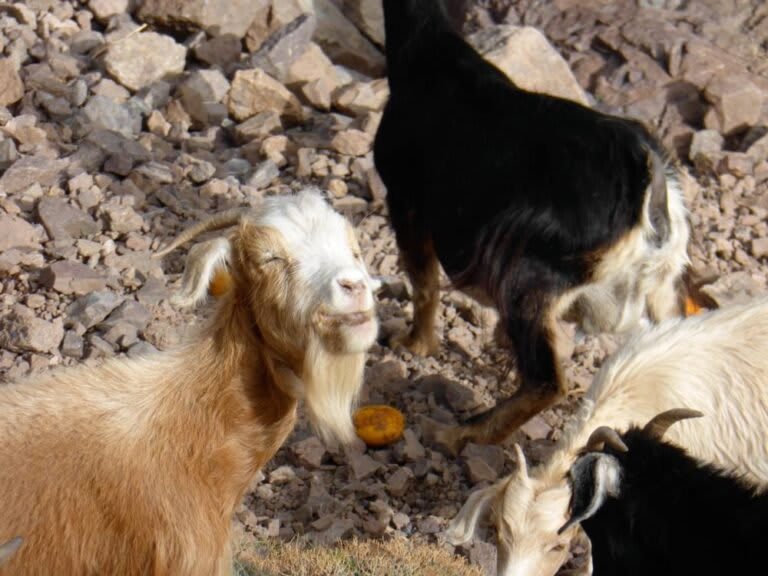 3-trek-Berber-villages-in-Moroccan-high-atlas-mountains-768x576