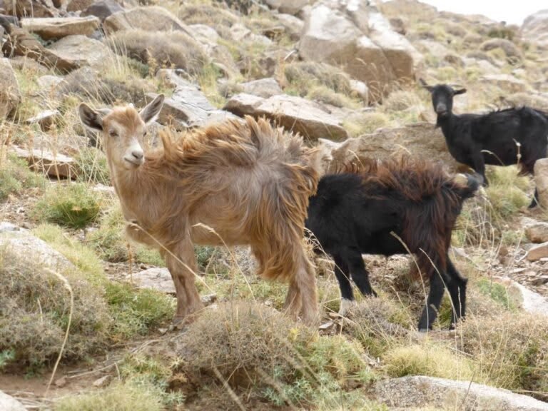 8-trek-Berber-villages-in-Moroccan-high-atlas-mountains-768x576