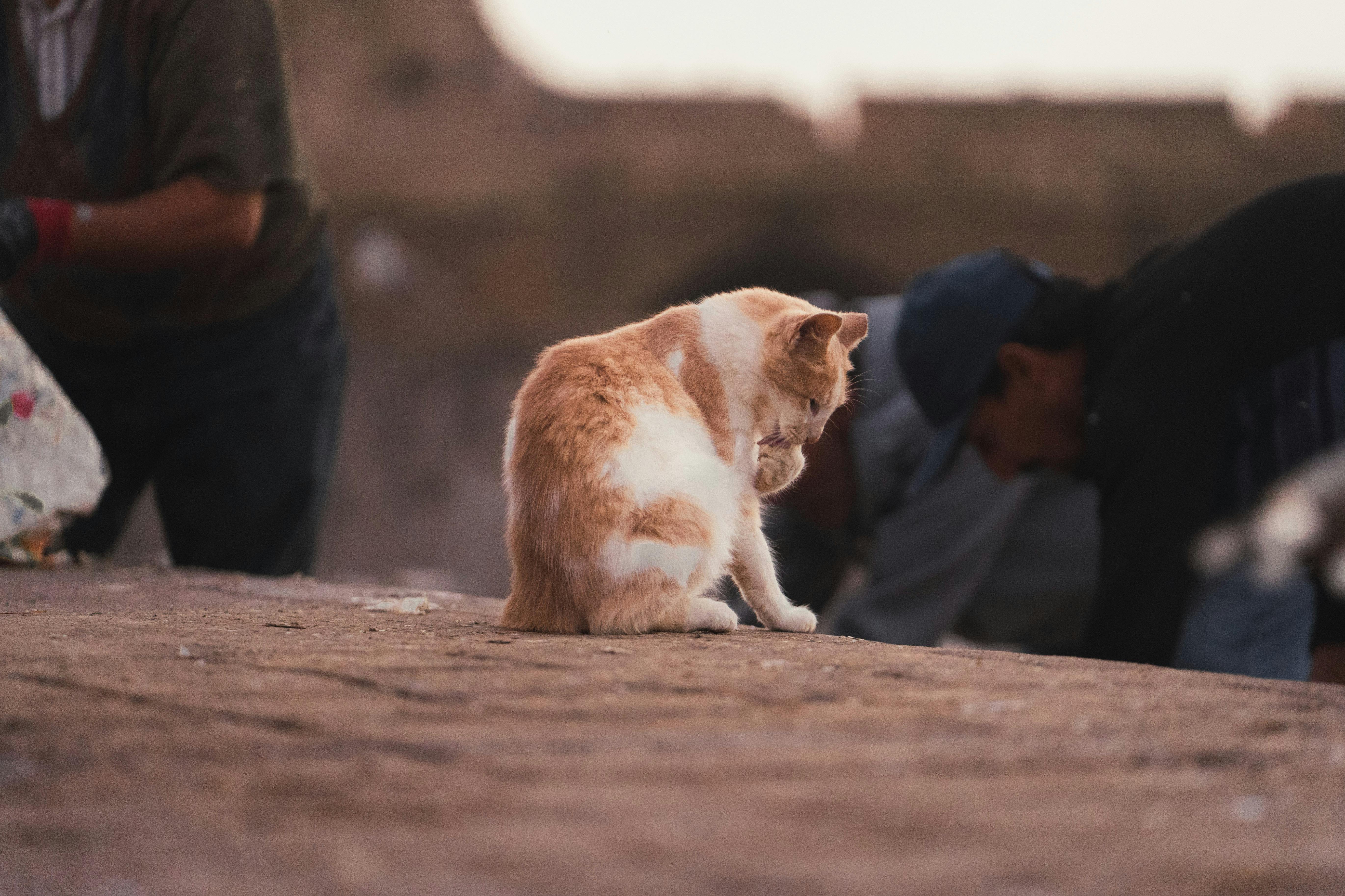 Yoga Retreat Essaouira – 3 Days by the Ocean
