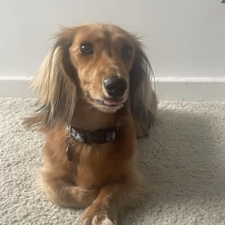 🐶