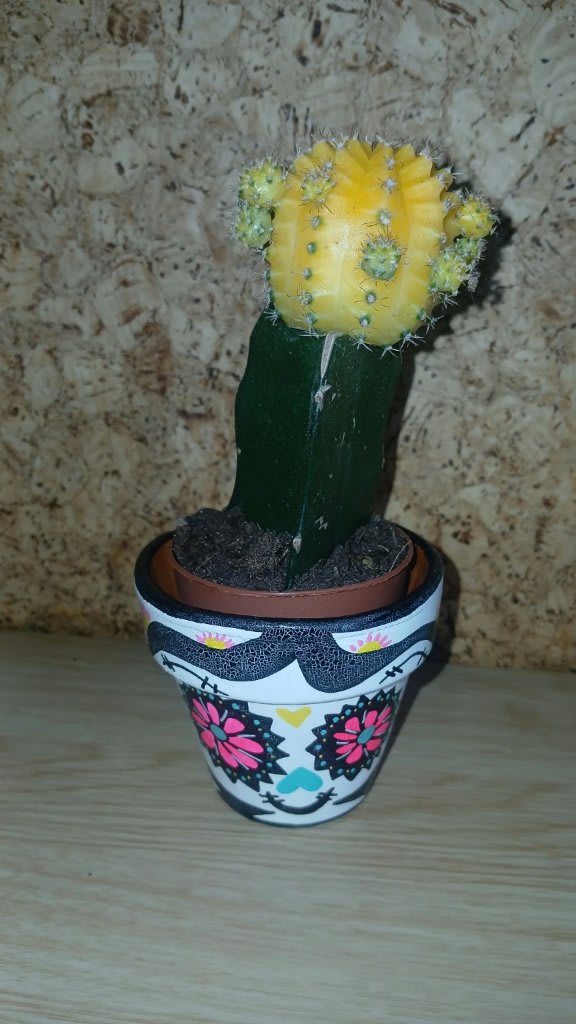 Cactus Loco Corona Amarilla