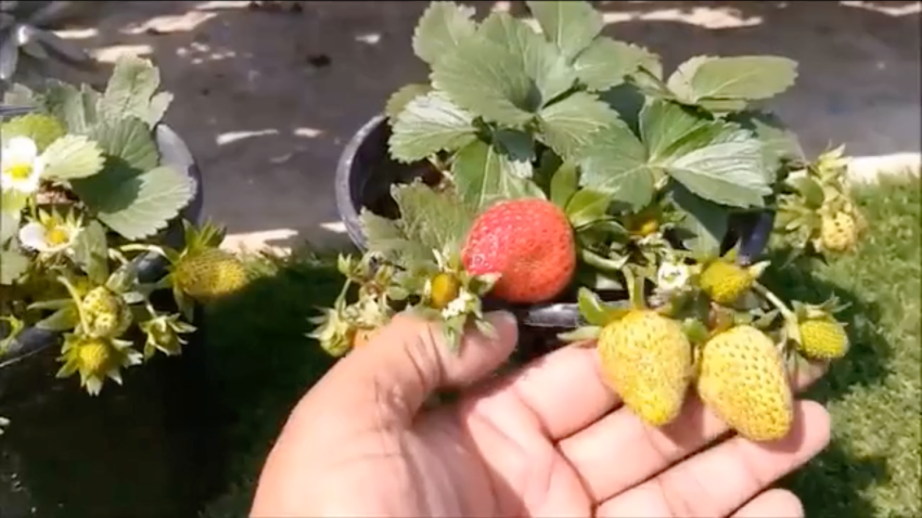 How To Grow Strawberries From Seed _ SEED TO HARVEST - Ceflix Tv