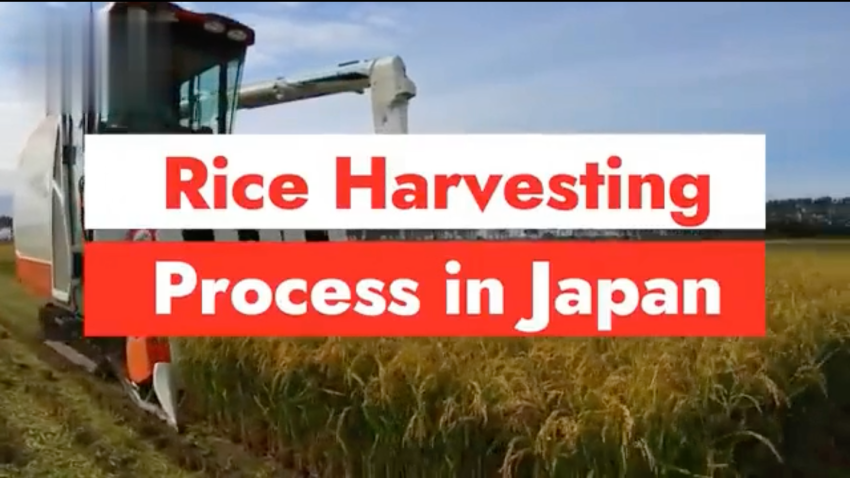 Japanese Rice Harvesting Technology Amazing Rice Agriculture Technology ...