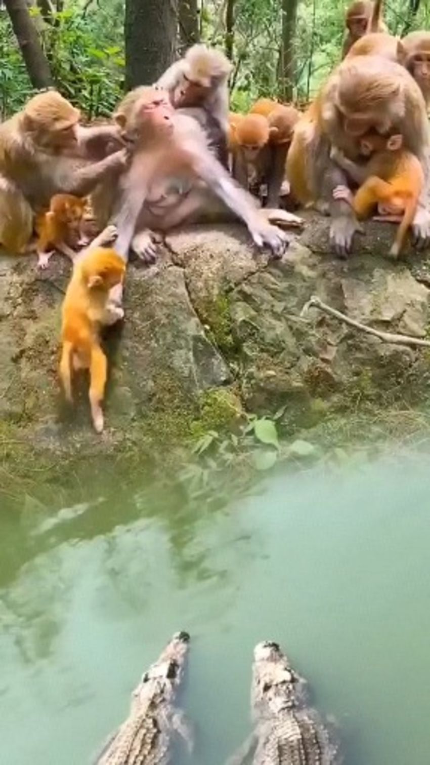 Some confusing behaviors of animals - CeClips | Ceflix Tv