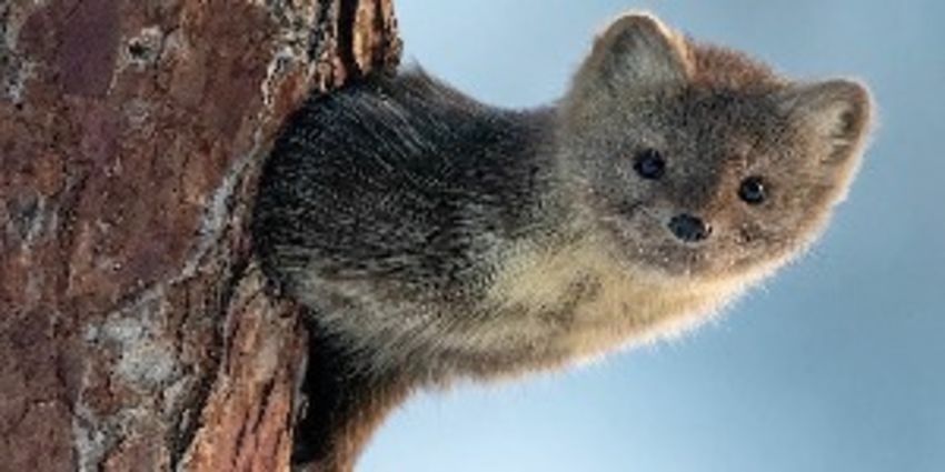 The Stoat - Interesting facts about fearless Stoats - Ceflix Tv