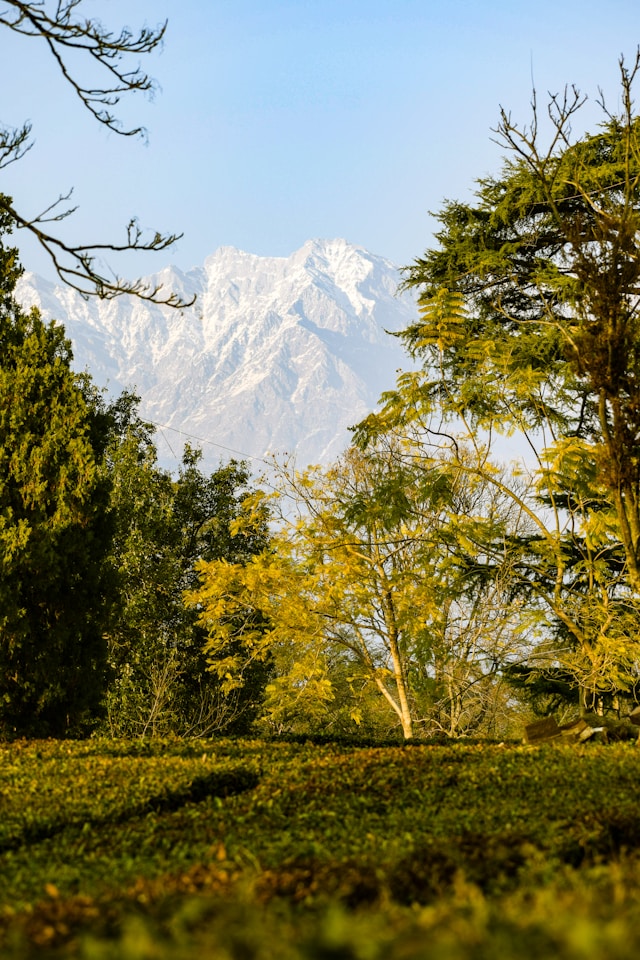 Pine woods and forest paths in Palampur