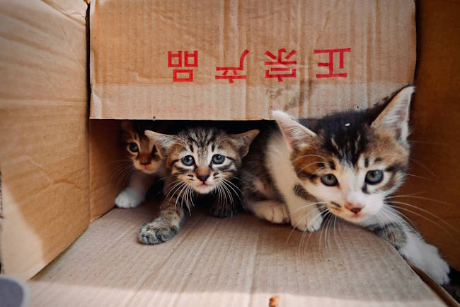 Introducing BoxLang - Scripting for the JVM