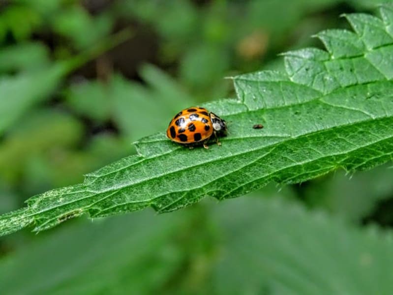 My First Bug