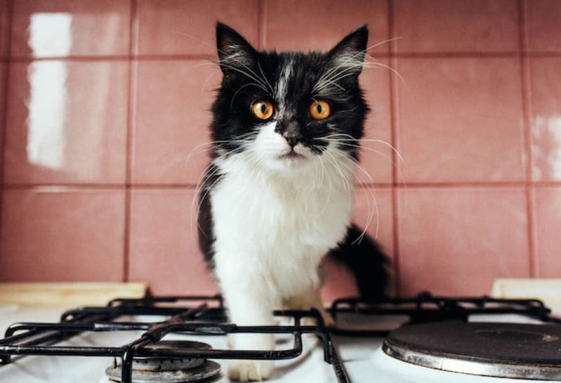 Turning Recipe Data into an Astro Content Collection