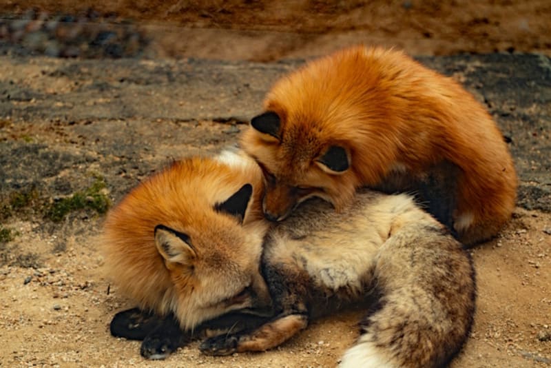 Take Foxit's New PDF APIs for a Spin
