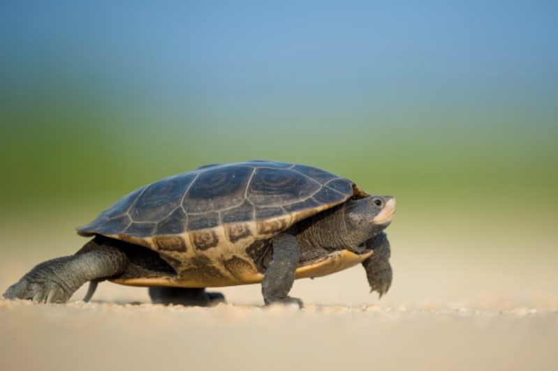 Working with Algolia's Crawler