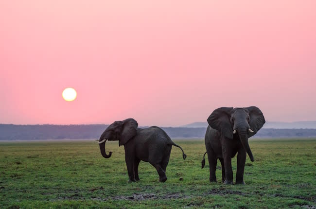 Working with the Mastodon API in BoxLang 