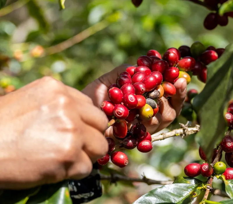 Meru Arabica AA