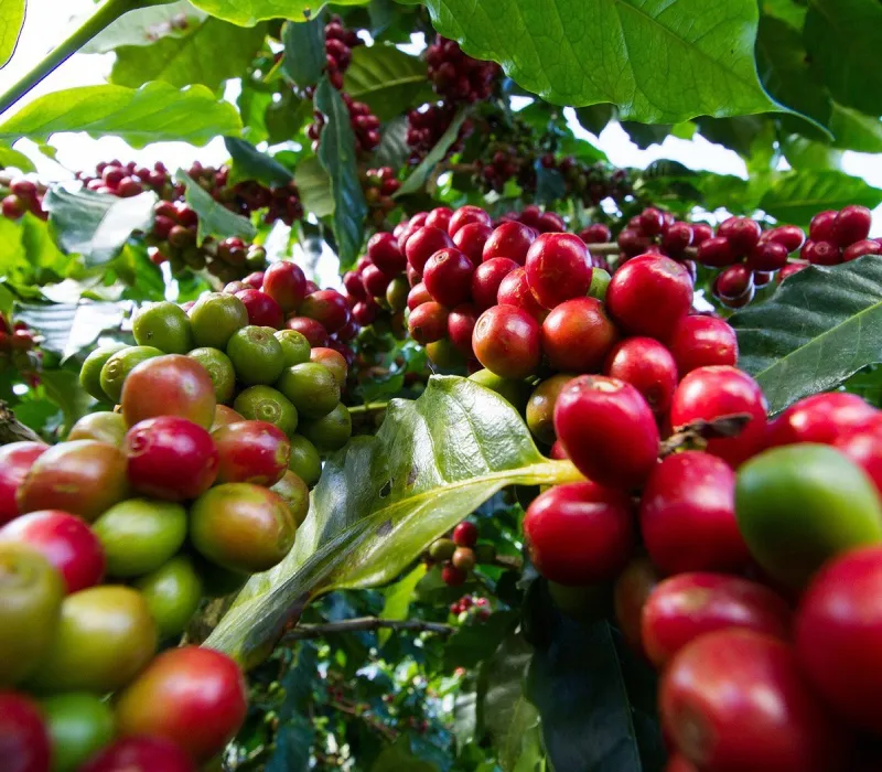 Embu Arabica AA