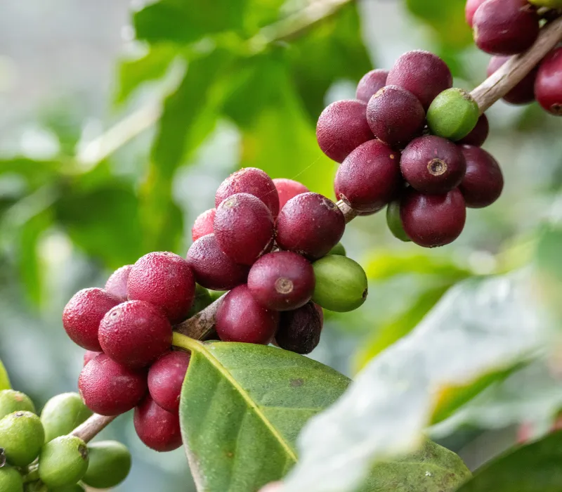 Kiambu Arabica AA