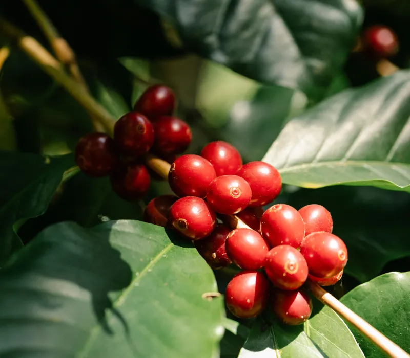 Kiambu Arabica AB