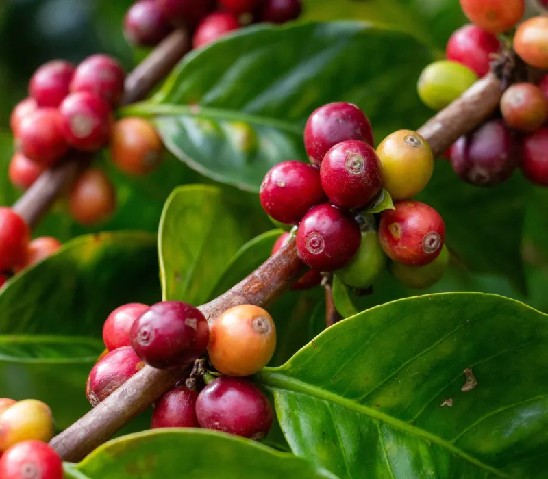 Kiambu Arabica PB