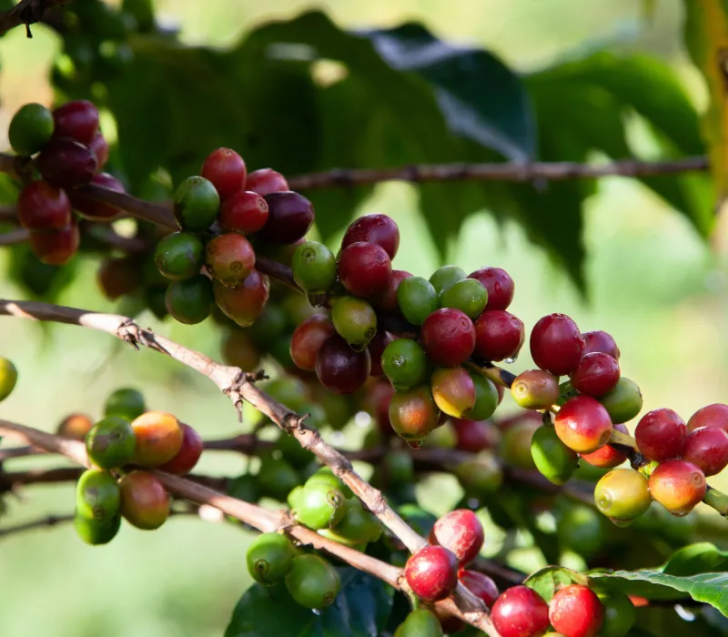 Kiambu Arabica C