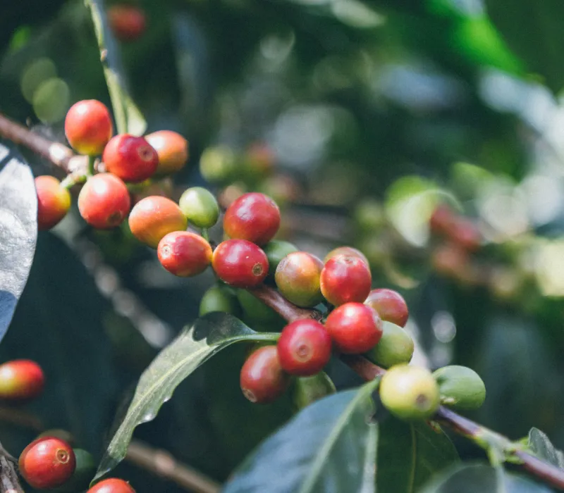 Meru Arabica AB