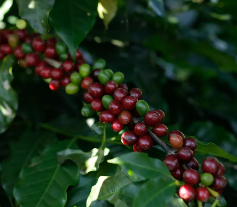 Meru Arabica C