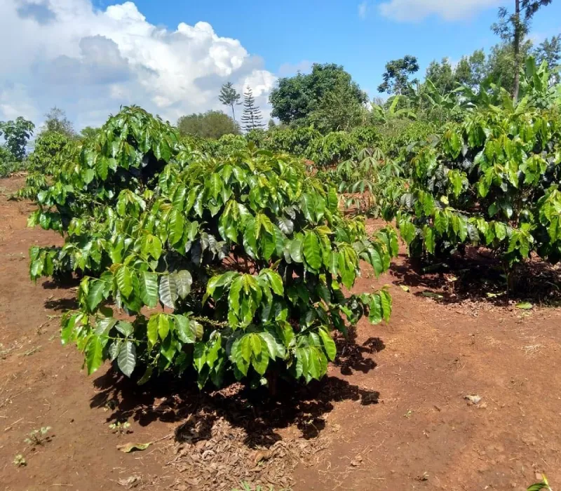 Meru Arabica PB
