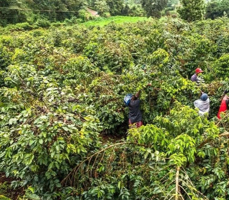 Murang'a Arabica AB