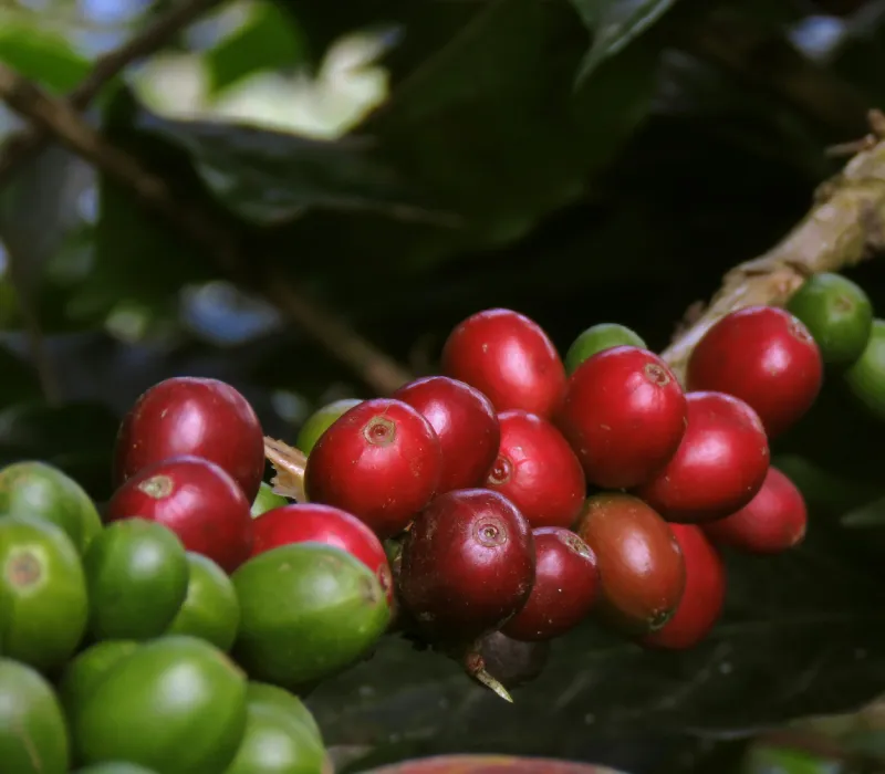Murang'a Arabica AA
