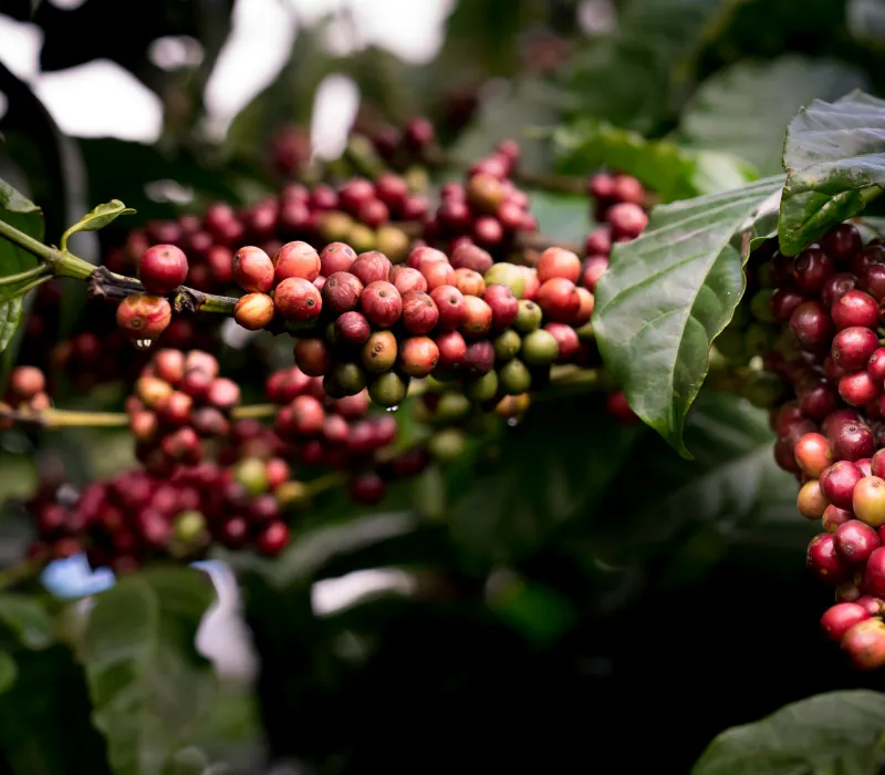 Murang'a Arabica C