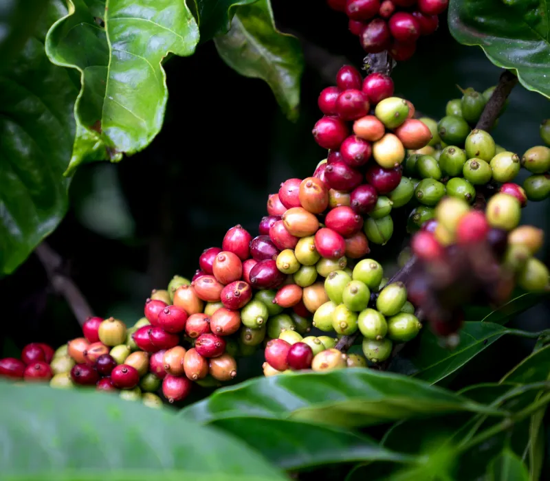 Murang'a Arabica PB