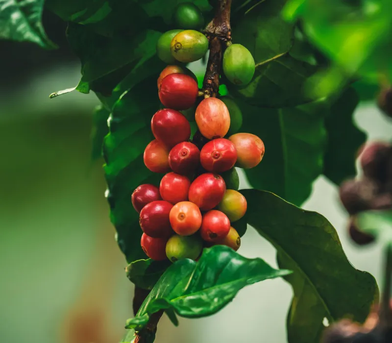 Nyeri Arabica C