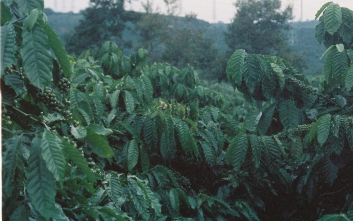 NYAMIRA COUNTY: The Emerging Powerhouse