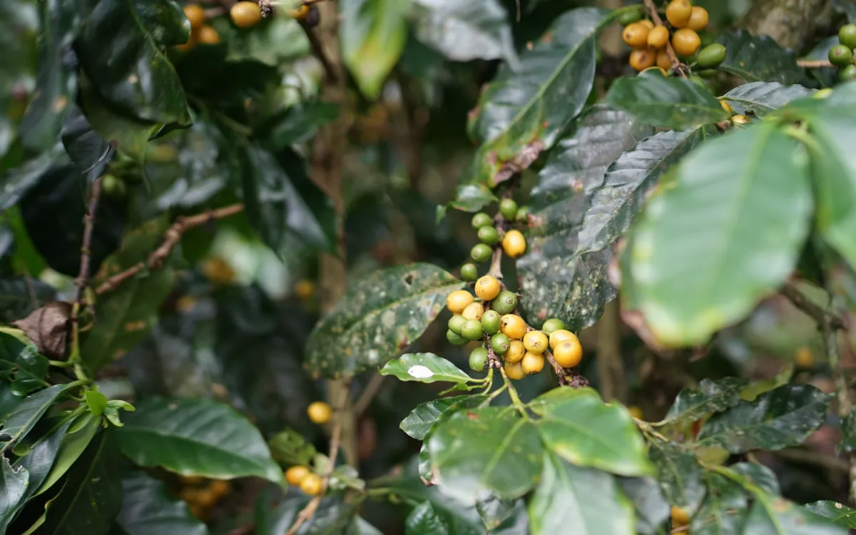 SIAYA COUNTY: The Coffee Renaissance