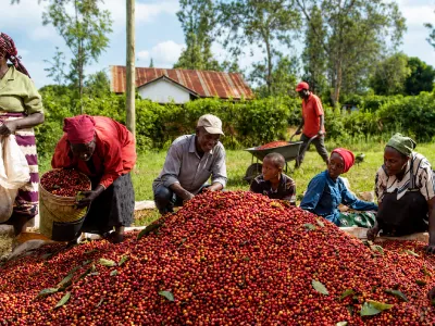 Embu Arabica AA coffee