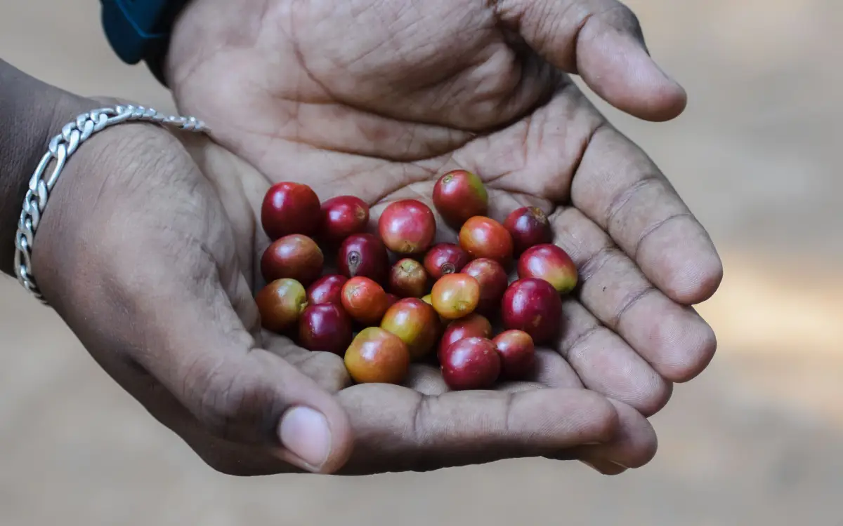 Kenya Coffee Grades Explained: AA vs. AB vs. PB – What Buyers Need to Know