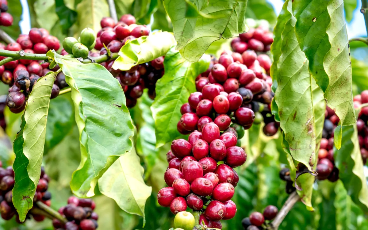 Kiambu Arabica AB coffee