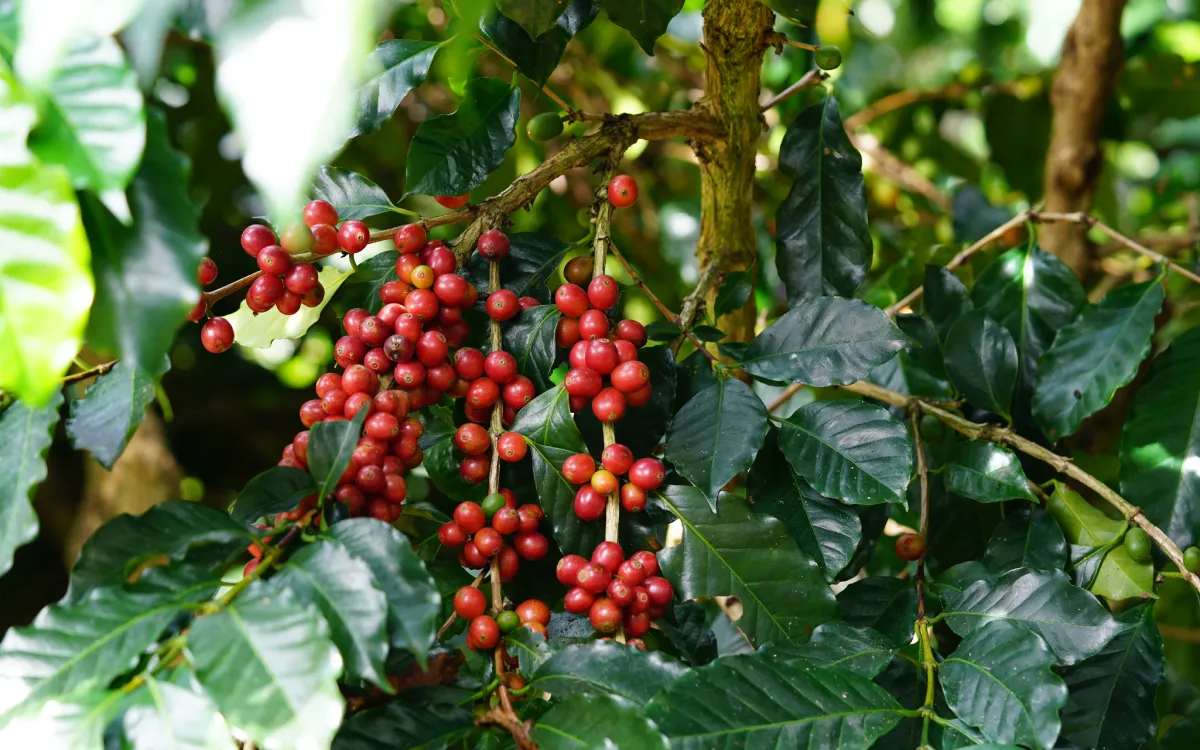 Kiambu Arabica C coffee
