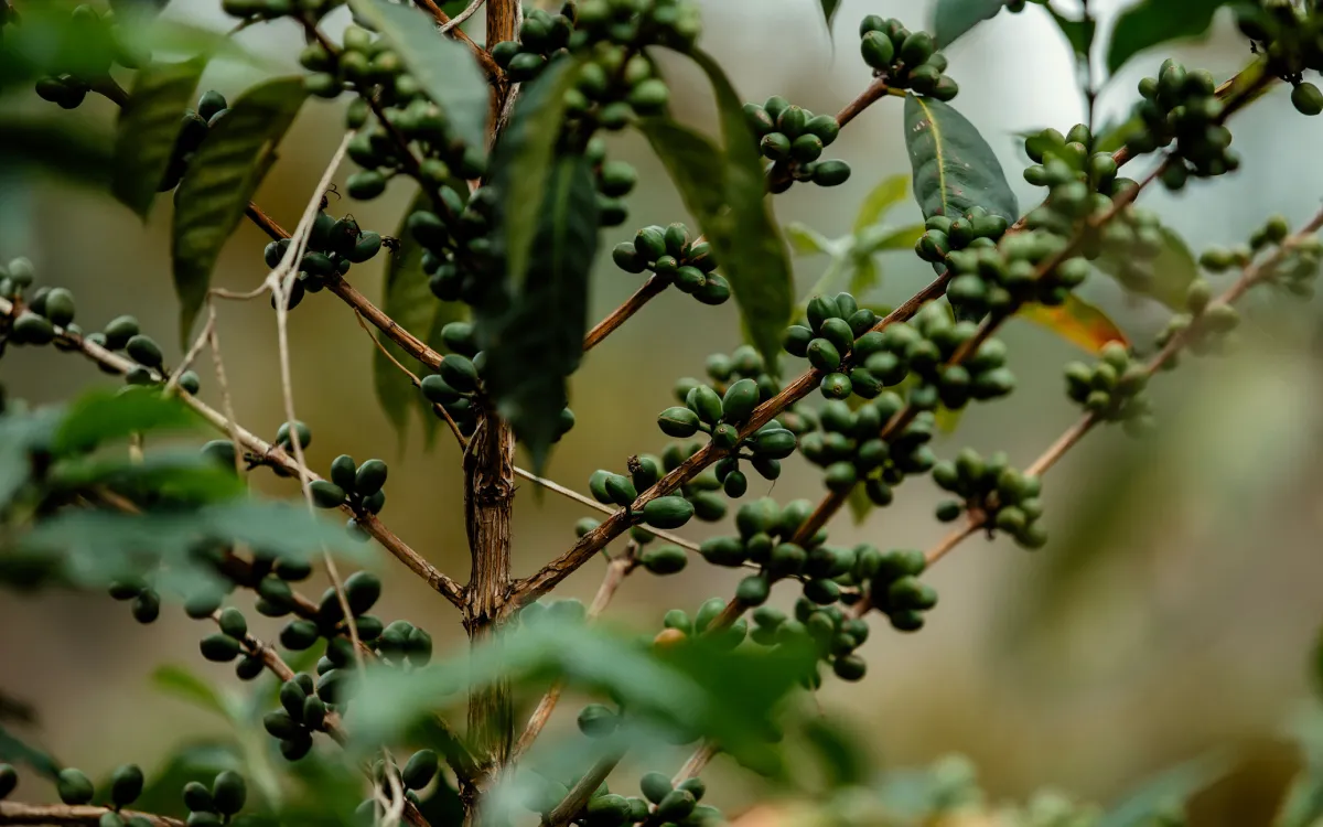 Meru Arabica C coffee