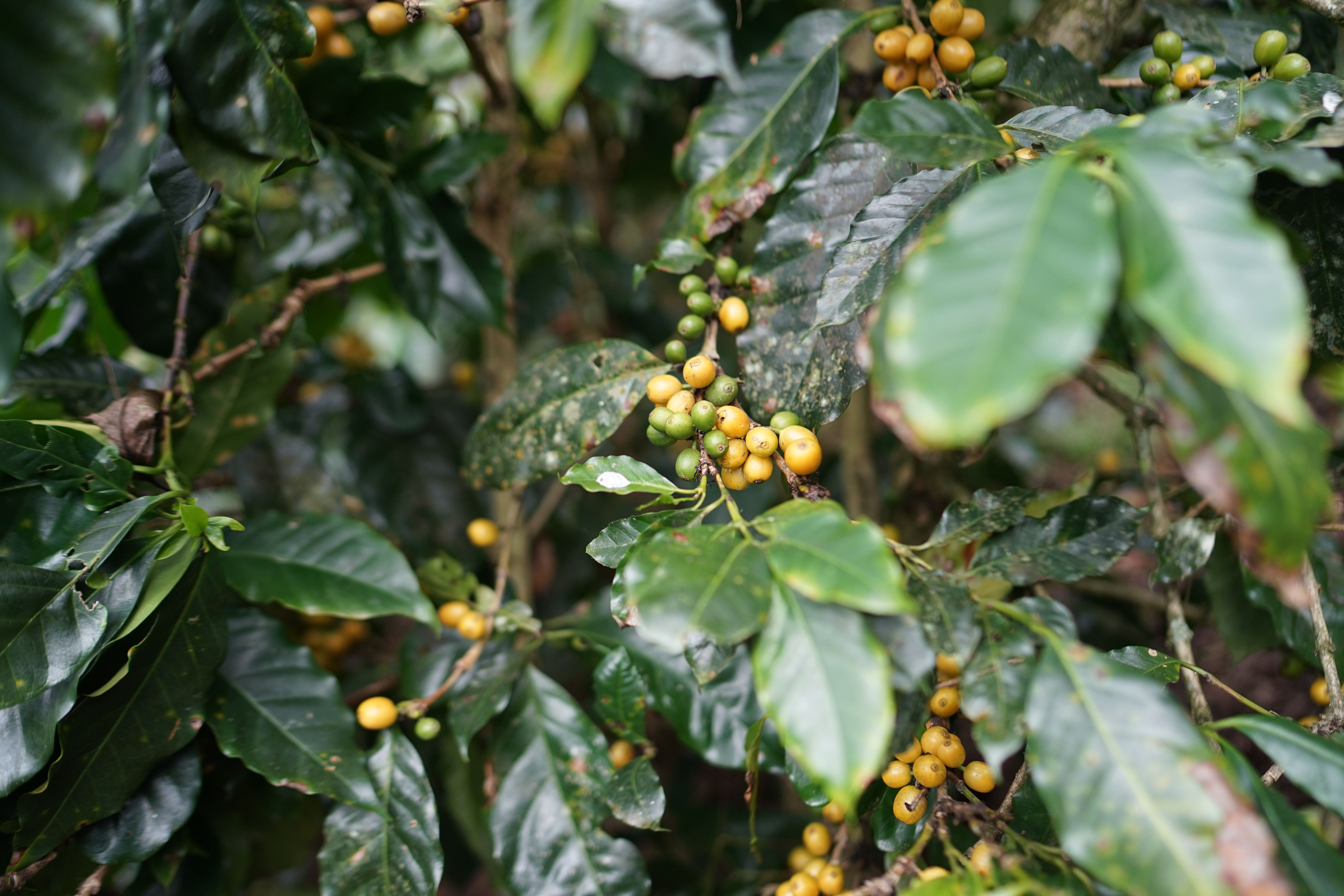 Murang'a Arabica AB coffee