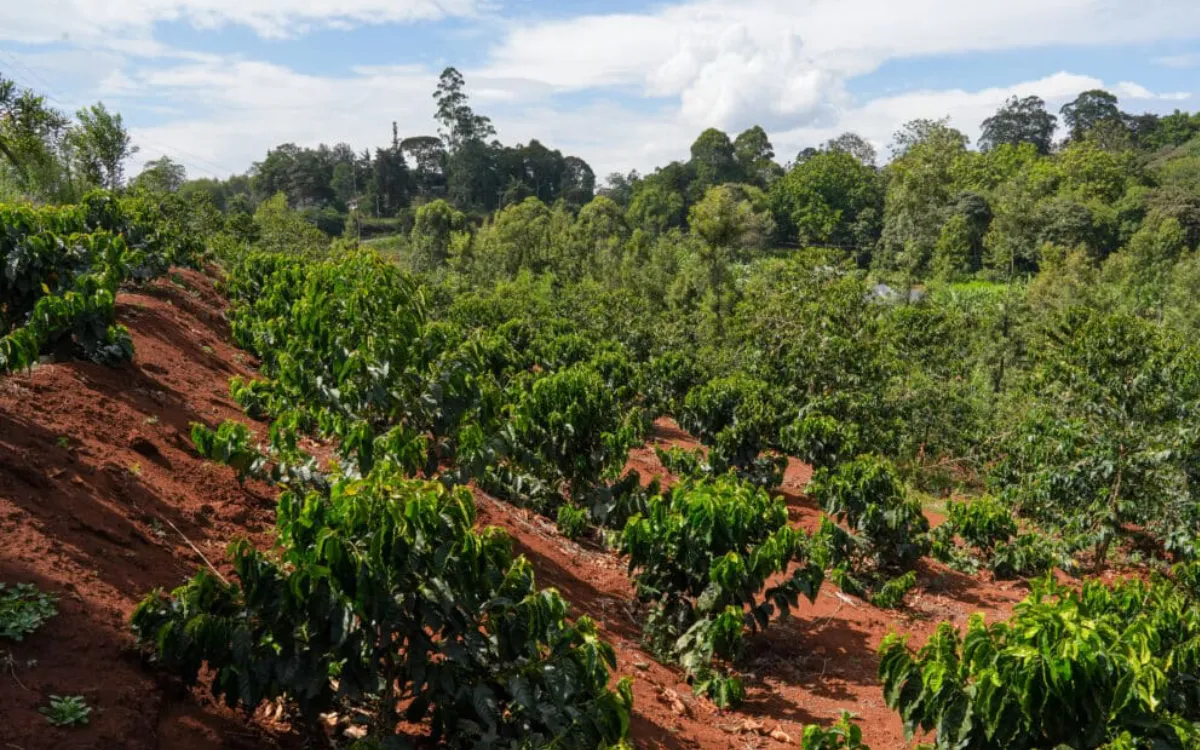 Murang'a Arabica C coffee