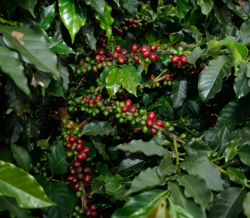Nyeri Arabica AA coffee