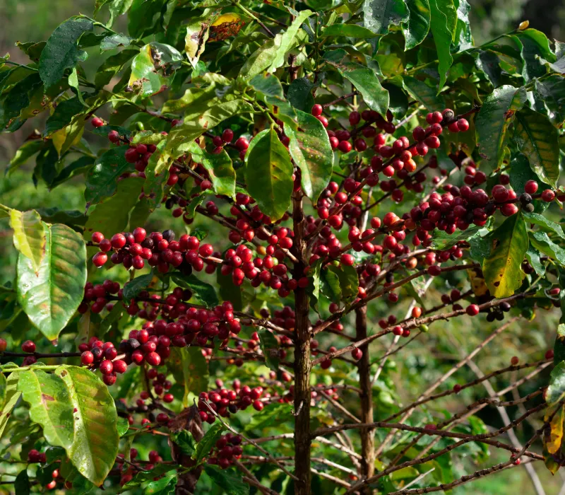 Nyeri Arabica AB coffee