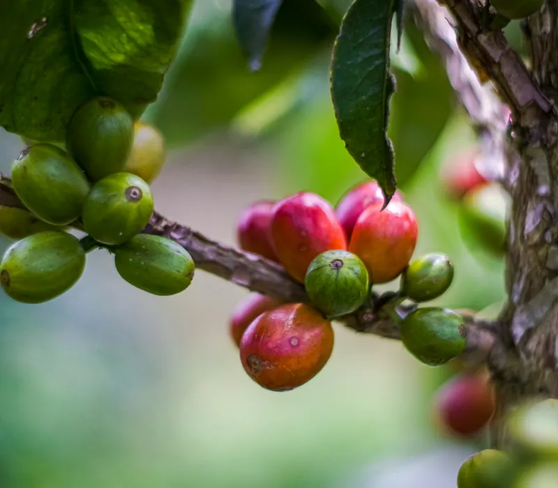 Nyeri Arabica PB coffee