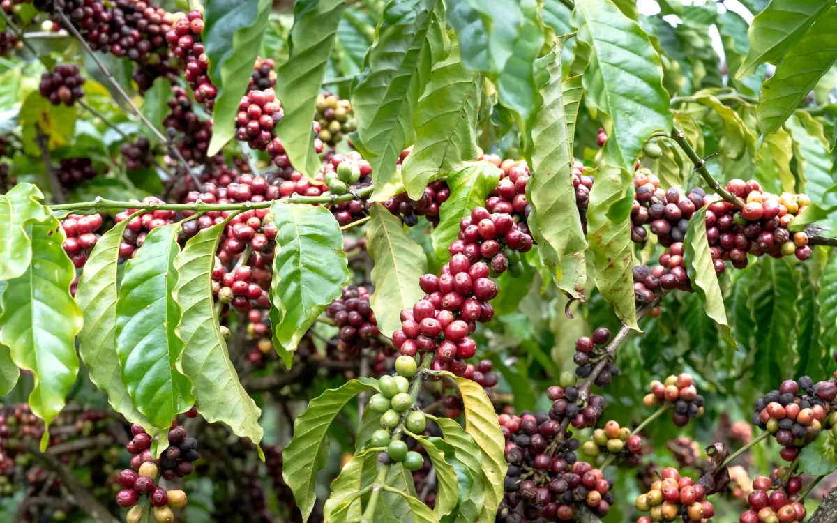 Embu Arabica C