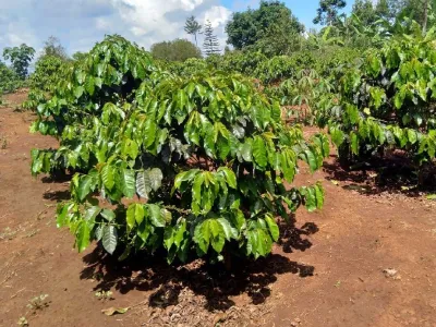 Kirinyaga Arabica AA